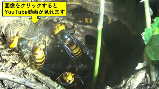 田村市役所から駆除余生されたオオスズメバチの巣