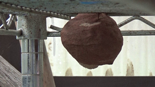 三春町で棚の下に作ったスズメバチの巣