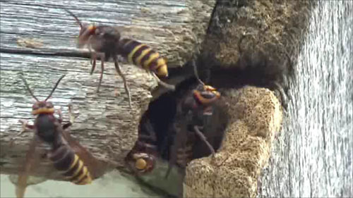 会津若松市で軒裏天井に作ったモンスズメバチたち