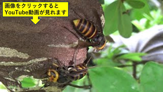 平田村でスズメバチ駆除・ハチ駆除・蜂の巣駆除はルイワン