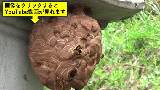 小野町で墓石に作ったスズメバチの巣