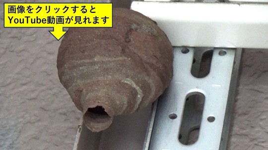 郡山市で室外機の架台に作ったコガタスズメバチの巣