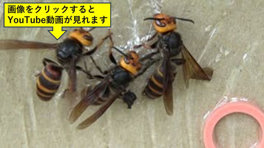 密集した枝葉の中にコガタスズメバチの巣