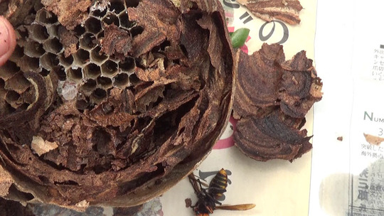 撤去したスズメバチの巣を解体（郡山市）