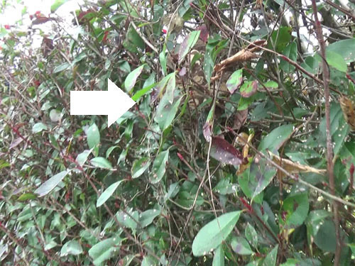 スズメバチ駆除の現場（中島村）