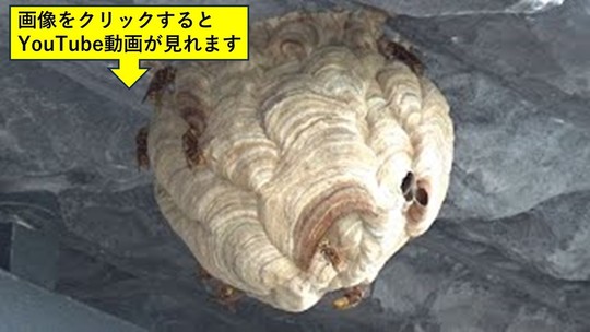 北塩原村でスズメバチ駆除・蜂駆除・蜂の巣駆除はルイワン
