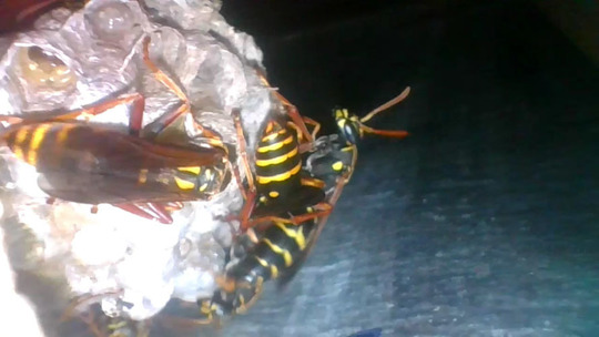 壁の中のフタモンアシナガバチの巣