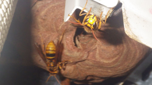 室外機内にスズメバチの巣（郡山市）