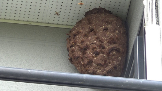 天井の巨大なキイロスズメバチの巣