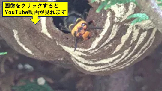 福島市でヒバにコガタスズメバチの巣