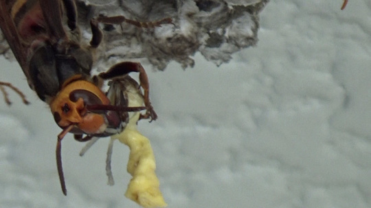 アシナガバチの体液を吸うヒメスズメバチ