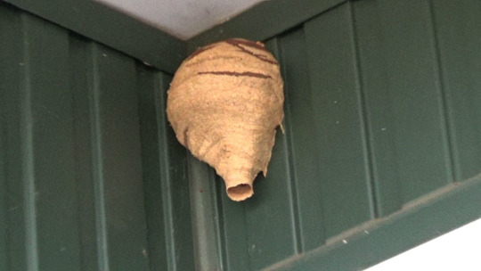 本宮市でスズメバチ駆除の現場