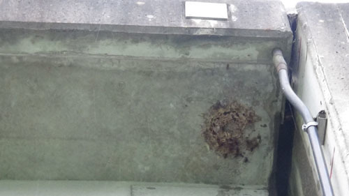 スズメバチの巣を撤去後の巣跡（三春町）