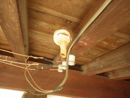 軒下に作ったスズメバチの巣（矢吹町）