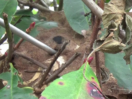 コガタスズメバチの巣に殺虫剤注入（中島村）