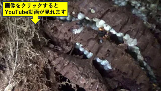 福島市で土手のオオスズメバチの巣