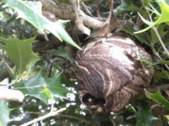 スズメバチの巣は生垣に