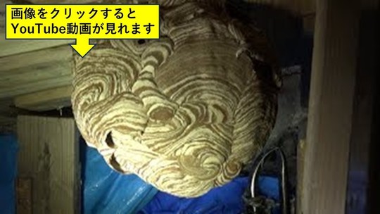 ７月にしては巨大なキイロスズメバチの巣