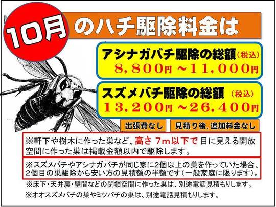ハチ スズメバチ対策に役立つ情報 ハチ駆除のルイワン ハチ スズメバチ対策に役立つ情報 ハチ駆除のルイワン