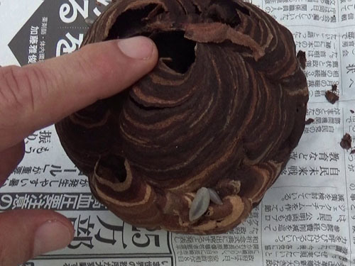 撤去したキイロスズメバチの巣（いわき市）