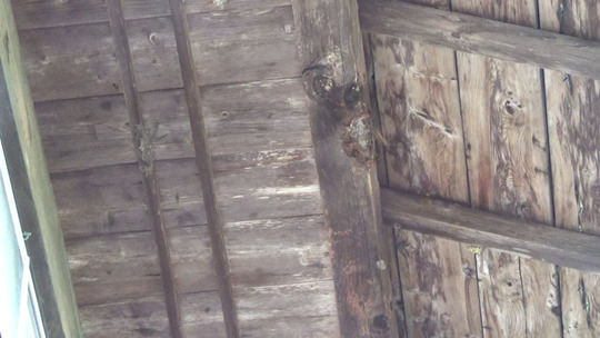 キイロスズメバチの巣の撤去跡（本宮市）