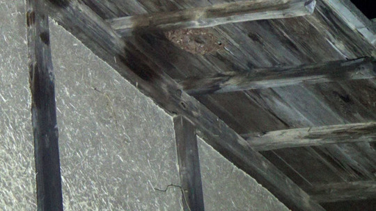 キイロスズメバチの巣の撤去跡（二本松市）