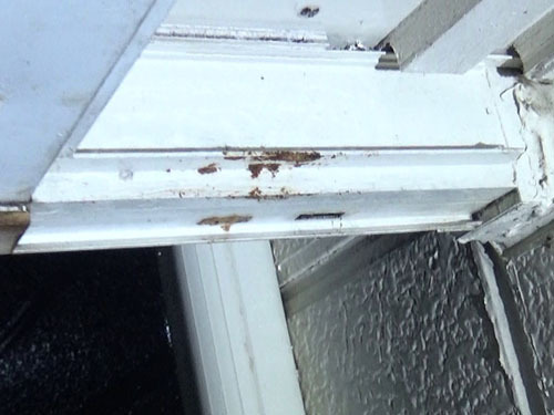 スズメバチ駆除後の巣跡（郡山市）