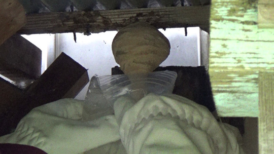 スズメバチ駆除-本宮市で逆トックリ型の駆除法