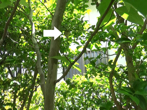 郡山市でこちら側から見たスズメバチの巣駆除の現場