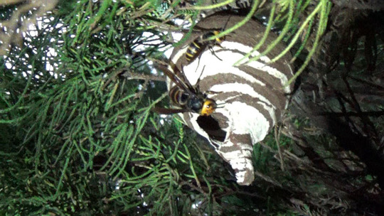 郡山市でスズメバチ駆除-ボール型に変貌したばかりの巣