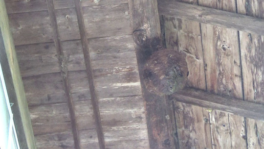 殺虫剤を注入したキイロスズメバチの巣（本宮市）