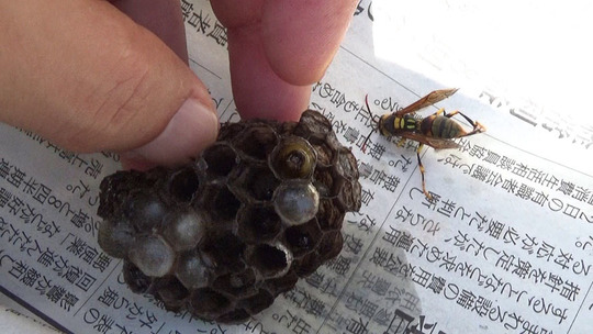 駆除したアシナガバチの巣（福島市）