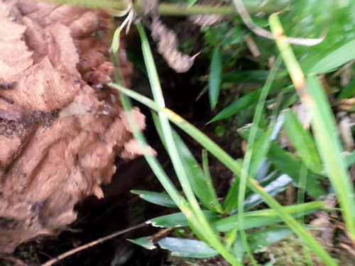 土中のスズメバチの巣を掘り出す（田村市）