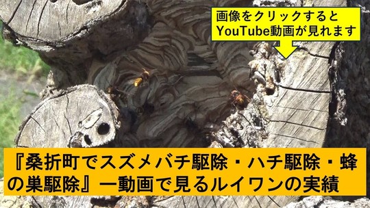 桑折町でのハチ駆除の実績動画