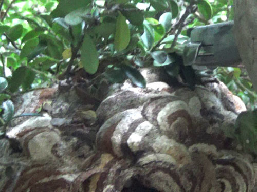 コガタスズメバチの巣を撤去（伊達市）