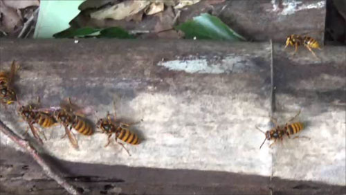 白河市で材木の下に作っていたスズメバチの巣