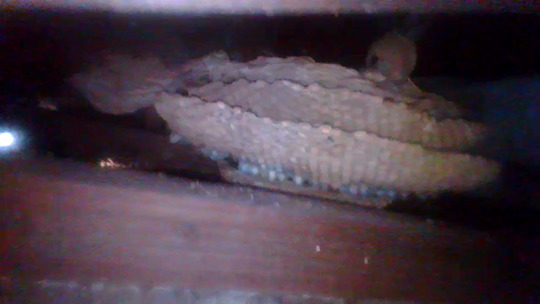 軒裏天井に作ったチャイロスズメバチの巣