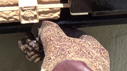 アシナガバチの巣を撤去（福島市）