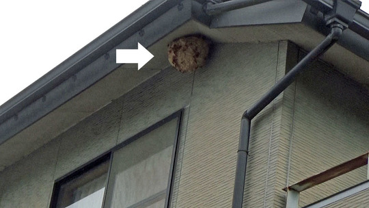 田村市でスズメバチ駆除の現場