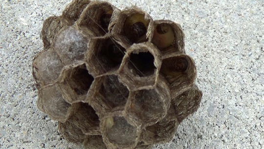 ハチ駆除-泉崎村で駆除後、撤去したアシナガバチの巣