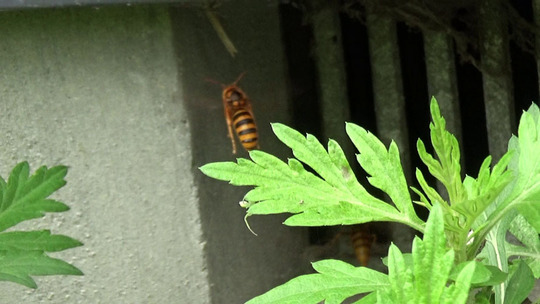 本宮市でスズメバチ駆除