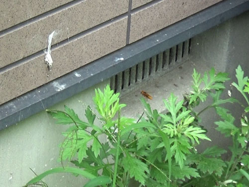 スズメバチ駆除の現場（本宮市）