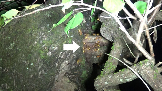 樹洞から出てきたスズメバチ