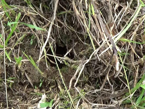 スズメバチの巣への出入り口（福島市）