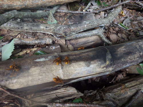 スズメバチの巣を探索しながら殺虫剤を噴射（白河市）