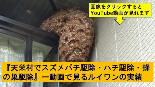 天栄村でのハチ駆除の実績動画