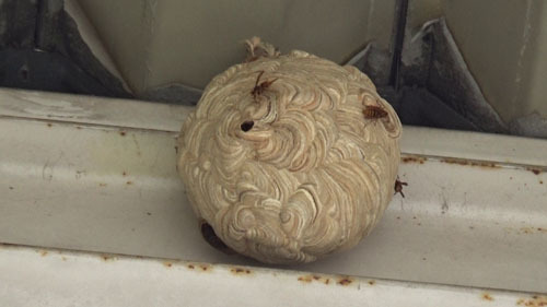 福島県小野町で軒下に作ったスズメバチの巣