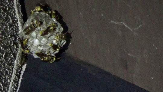 本宮市でアシナガバチ駆除の現場