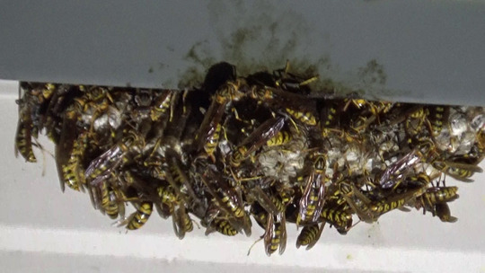 ９月中旬の大きくなったキアシナガバチの巣