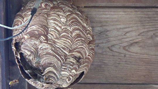 スズメバチ駆除-郡山市で駆除に失敗したハチの巣駆除